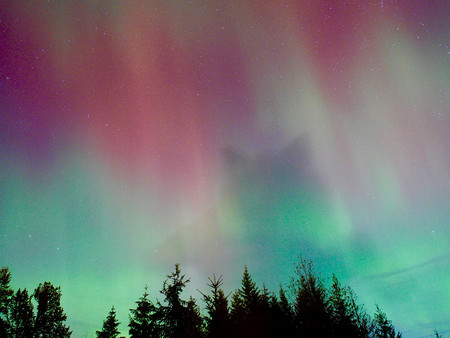 Kosmische Lichter in einem Farbverlauf von Hellgrün über Lila bis Dunkelrot erhellen den Nachthimmel über der Silhouette mehrerer Bäume