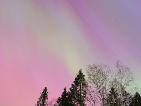 Kosmische Lichter in Pastellrosa und Violett erhellen den Nachthimmel über der Silhouette mehrerer Bäume