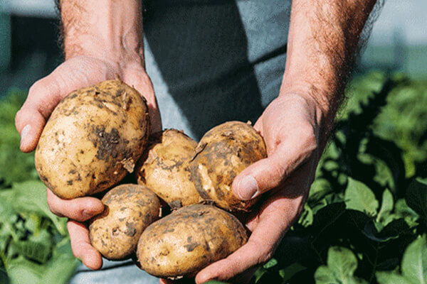 Farben auf Basis pflanzlicher Rohstoffe