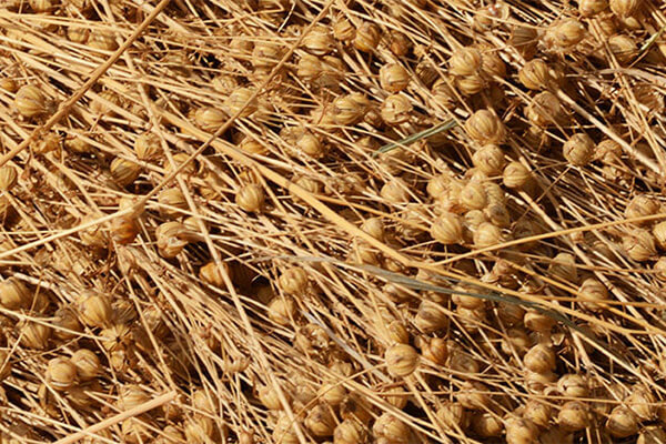 Biobasierte Lacke und Lasuren