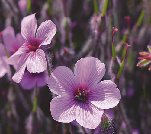 Caparol Trend Farbwelten 2022