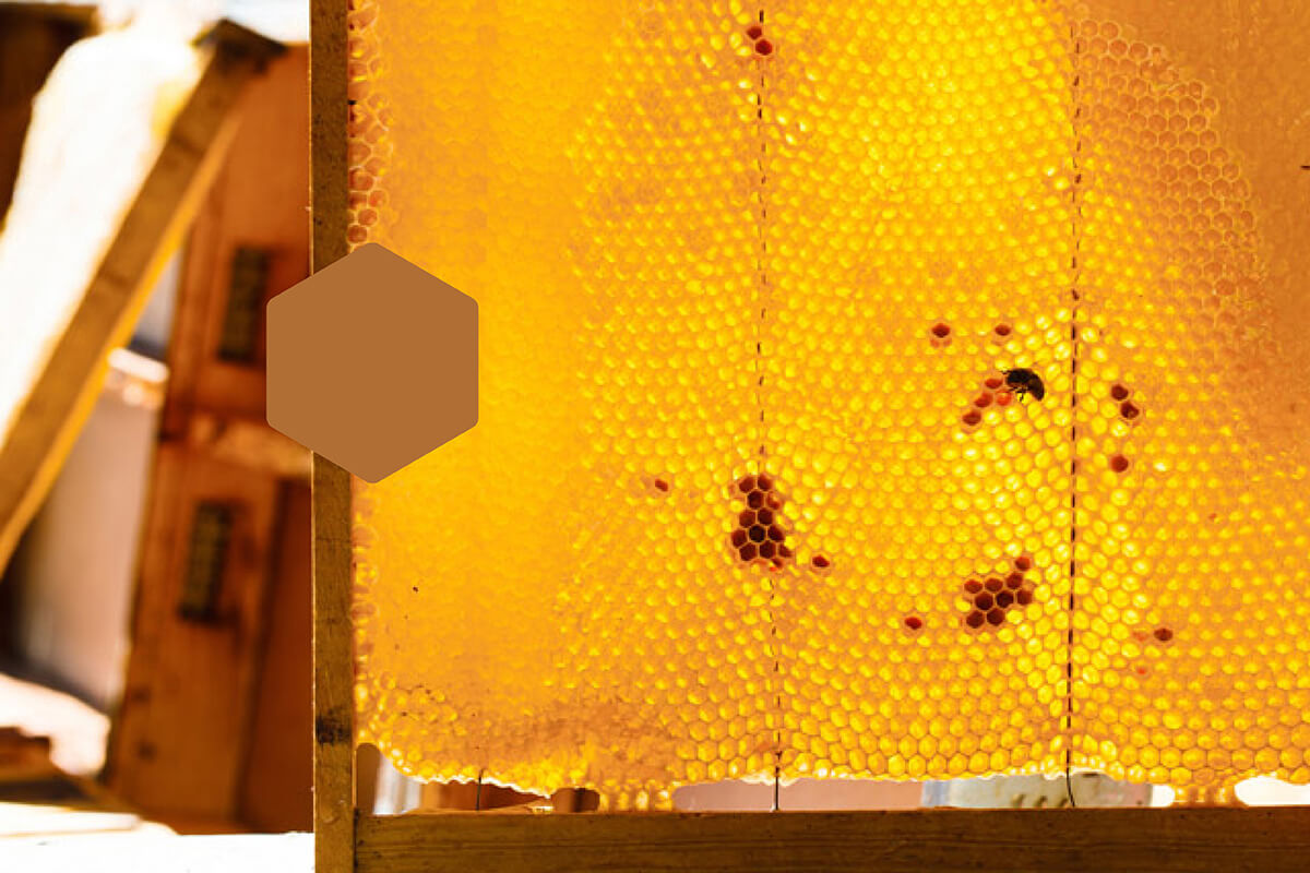 Golden schimmernd: Bienenwaben