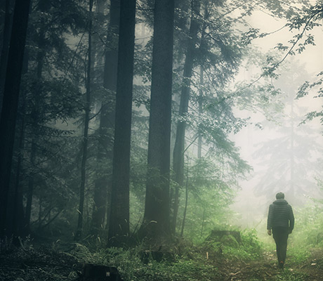 Waldgrün gibt den Ton an