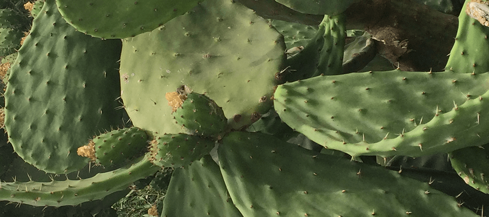 The Cactus Shows its Spines again!