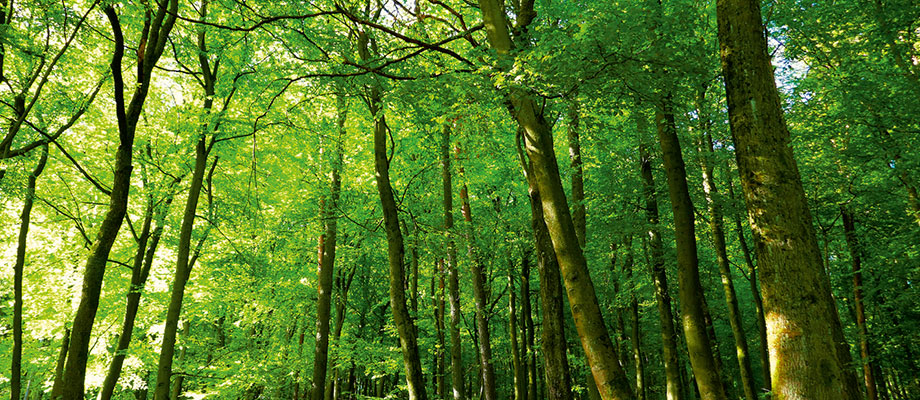 Three Little
			Trees in the Woods